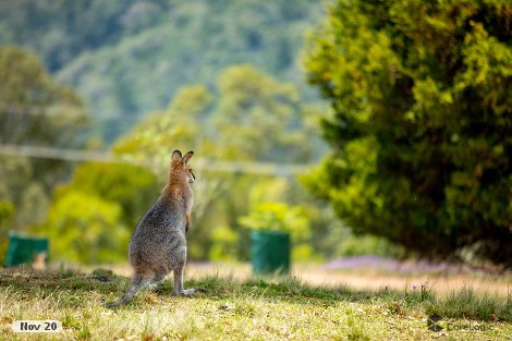 50 Bowerbird Lane, Bunya Mountains, QLD 4405