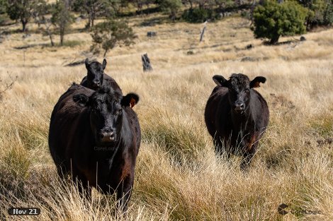 466 Dry Creek Rd, Georges Creek, NSW 2365