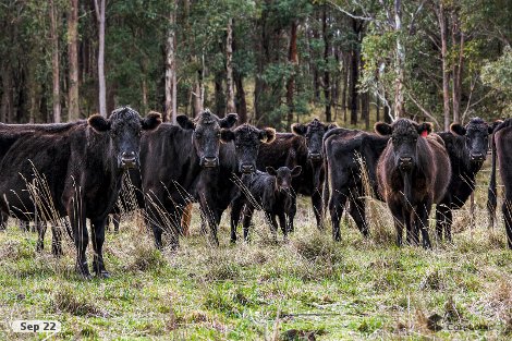 612 Niangala-Weabonga Rd, Niangala, NSW 2354