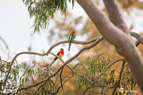 92 Potoroo Ave, Thurgoona, NSW 2640