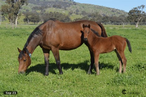 119 Balmattum Church Rd, Balmattum, VIC 3666